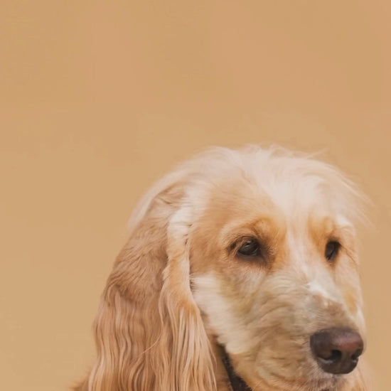 Ein goldfarbener Hund (Spaniel-artig) sitzt ruhig vor einem schlichten, warmen Hintergrund.
Der Hund wirkt freundlich und entspannt, mit leicht herausgestreckter Zunge.
Währenddessen bewegt sich von oben eine helle, geschwungene Form (grafisches Element) langsam ins Bild.
Es gibt keine Handlung oder Interaktion – der Fokus bleibt die ganze Zeit auf dem Hund.