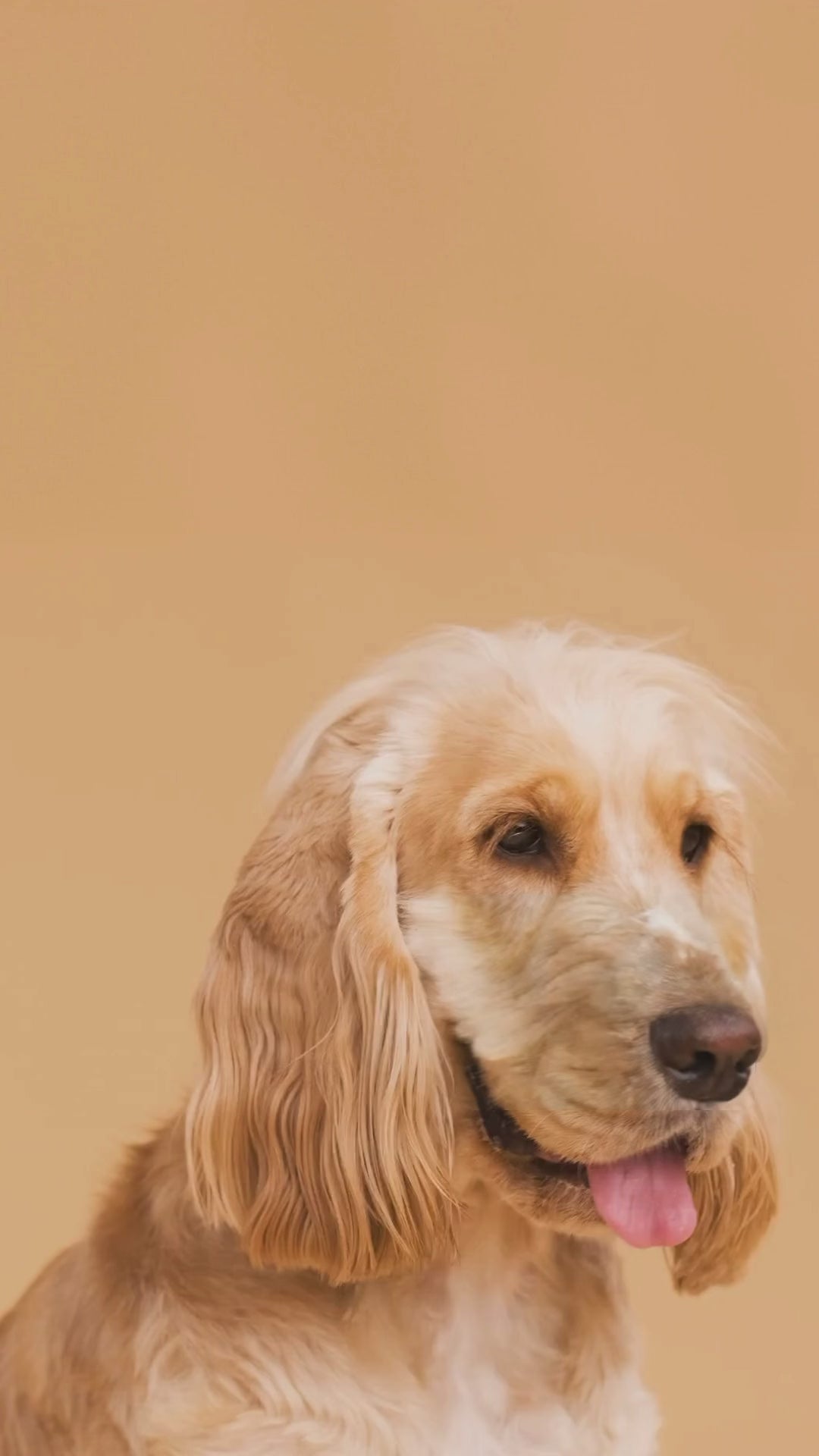 Ein goldfarbener Hund (Spaniel-artig) sitzt ruhig vor einem schlichten, warmen Hintergrund.
Der Hund wirkt freundlich und entspannt, mit leicht herausgestreckter Zunge.
Währenddessen bewegt sich von oben eine helle, geschwungene Form (grafisches Element) langsam ins Bild.
Es gibt keine Handlung oder Interaktion – der Fokus bleibt die ganze Zeit auf dem Hund.